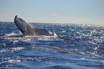 migration des baleines