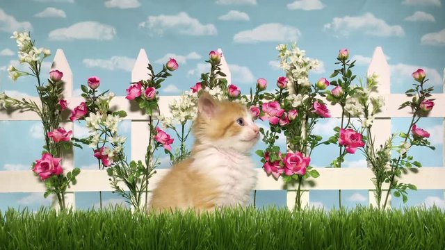4K HD Video of on orange and white long haired kitten sitting in studio garden with grass picket fence pink roses and white flowers with sky background. Twitching ears licking mouth looking at camera.