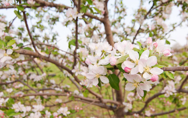 Closeup of a blooming apple tree in spring