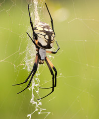 Female Argiope aurantia, Writing Spider waiting for prey in her web against green summer background