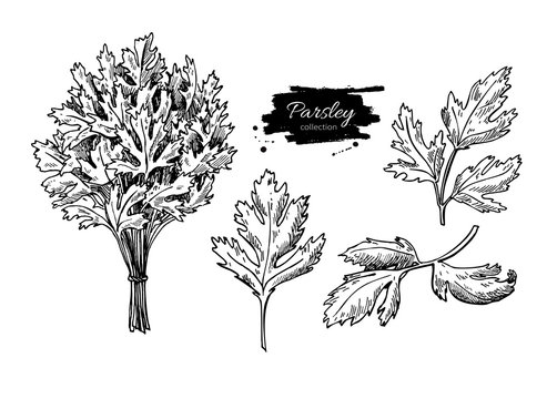 Parsley vector hand drawn illustration set. Isolated spice objec