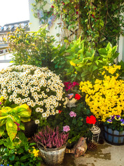 Autumn flowers on the balcony. Balcony garden.