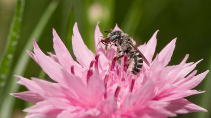 Black and white Anthophora urbana bee pollinating a pink Cornflower in spring