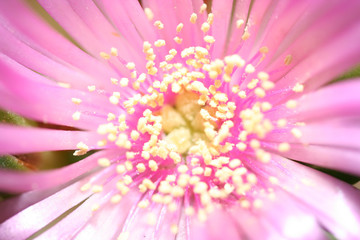 Flor de uña de gato