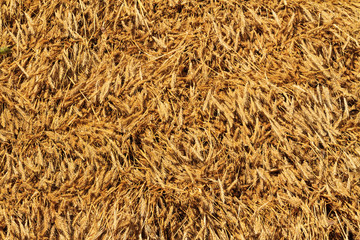 Natural roofing, texture rye