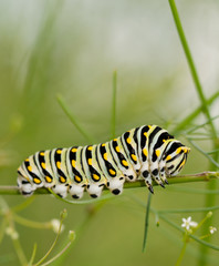 Black Swallowtail caterpillar feeding on a plant from the carrot family, Apiaceae