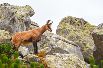 Chamois (Rupicapra Carpatica) in High Tatra Mountains, Poland