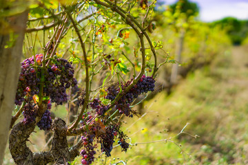 Grapes in an abandoned French vineyard