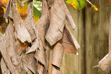 banana leaf background,banana leaf  cover desert,banana leaf make food,banana have trunk with water inside