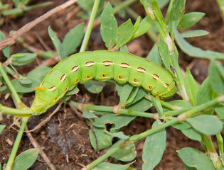 White-lined Sphinx Moth caterpillar feeding on Common Knotgrass, Polygonum aviculare