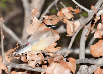 Cedar Waxwing, Bombycilla cedrorum camouflaged in an oak tree among dry leaves, making it difficult to find for predators