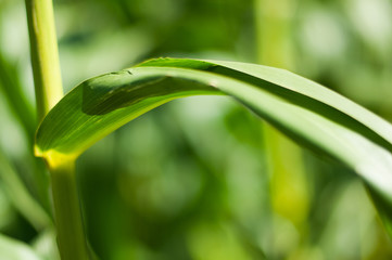 Obraz premium Blades