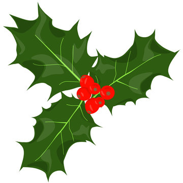 Twig of holly with berry and leaves. Christmas symbol. Vector illustration.