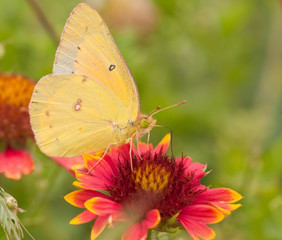 Colias eurytheme, Orange Sulphur butterfly, feeding on an Indian Blanketflower