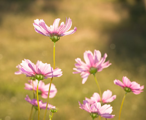 Pink Cosmos flowers back lit by autumn evening sun