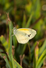 Tiny Dainty Sulphur butterfly, Nathalis iole, resting on a blade of grass in sunshine