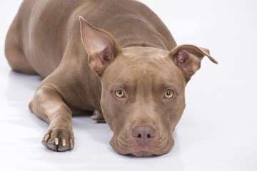 Pitbull dog in front on white background