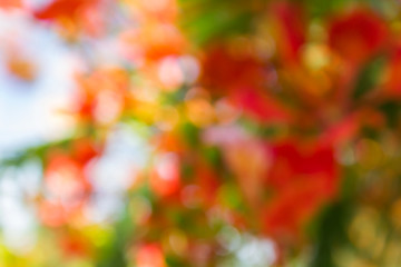 Orange yellow blossom bokeh abstract summer background