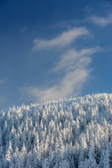 Frozen forest in the mountains and blue sky