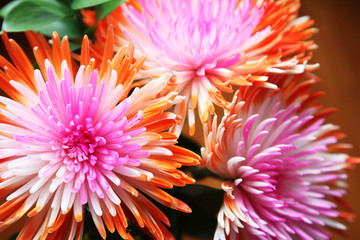 Beautiful pink and orange Chrysanthemum flowers on a black background