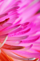 Fototapeta premium Beautiful pink and orange Chrysanthemum flowers on a black background