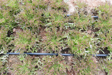 Red salanova on ground
