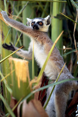 funny small lemur - bush baby galago