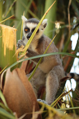 funny small lemur - bush baby galago