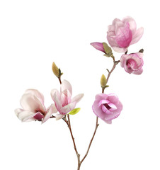 Fototapeta na wymiar pink magnolia flower isolated on white background