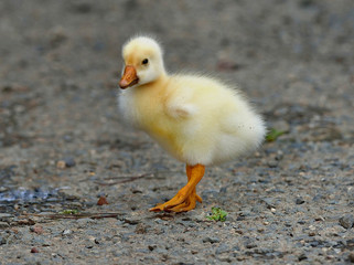 Domestic goose hybrids goslings  in California