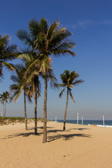Fototapeta premium Palm trees in Ipanema