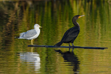 Cormorant and Gull sharing plank on pond