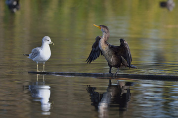 Cormorant and Gull sharing plank on pond