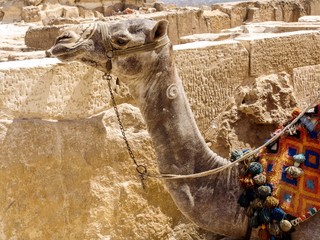 camel