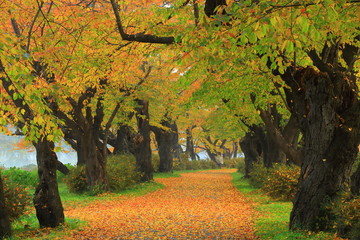 展勝地　桜並木の紅葉