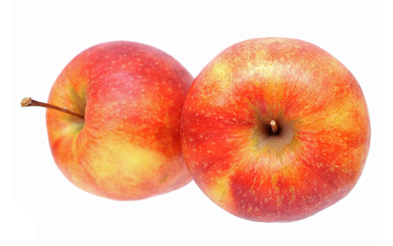jonagold apple