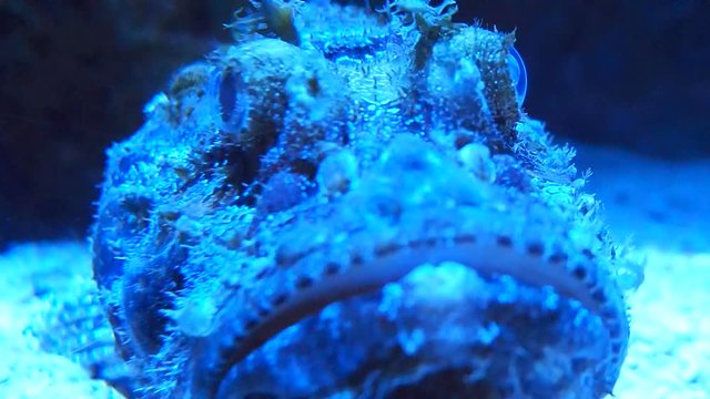 Fish on Bottom of Ocean Floor