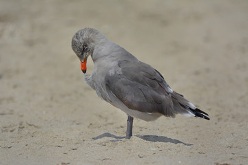 Heerman Gulls in California migration
