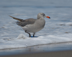 Heerman Gulls in California migration