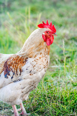Portrait of a red rooster close up