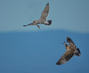 One gull chasing another in midair 