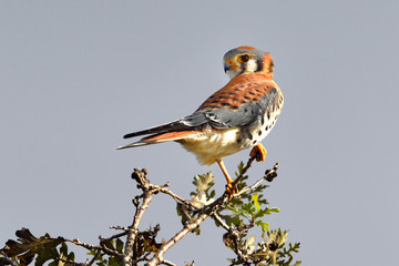 Kestrel smallest falcon in California