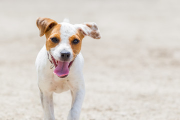 Fototapeta na wymiar Jack Russell Terrier Running, Focus On The Face