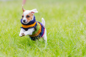 Cute Small Dog Jack Russell Terrier Running 