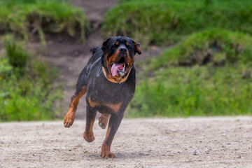 Rottweiler Dog Running In The Rain