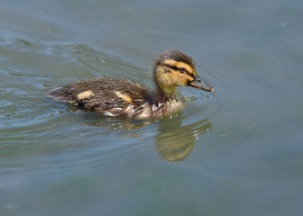 Mallard duckling swimming in pond