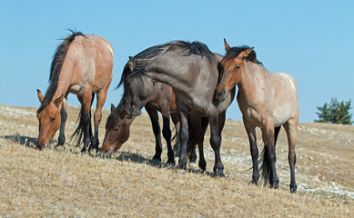 Band of Wild Horses on Sykes Ridge in the Pryor Mountains Wild Horse Range in - Wyoming US