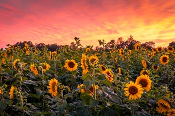 Tuinposter Zonnebloem Vivid sunset over sunflower field maze 