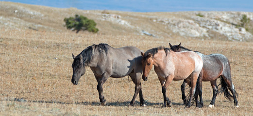 Band of Wild Horses on Sykes Ridge in the Pryor Mountains Wild Horse Range in Montana US of A