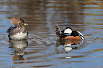 Hooded Merganser couple flirting in creek
